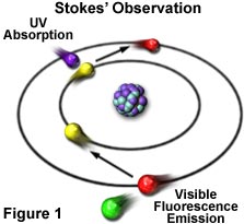 奧林巴斯顯微鏡 fluo roover view figure1