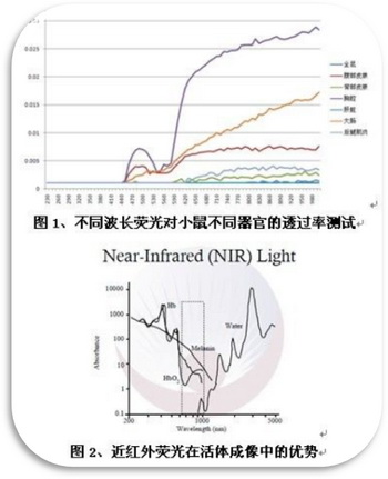 奧林巴斯顯微鏡 活體熒光成像