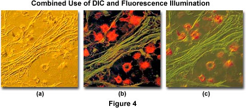 奧林巴斯顯微鏡 dicfluorescence