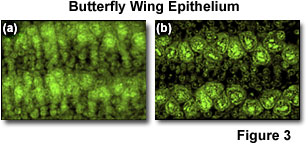 奧林巴斯顯微鏡 confocal1figure3