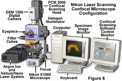 奧林巴斯顯微鏡 confocal1figure6