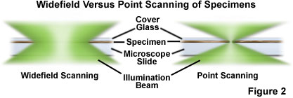 奧林巴斯顯微鏡 confocal1figure2
