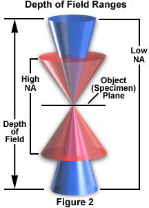 奧林巴斯顯微鏡 properties figure2