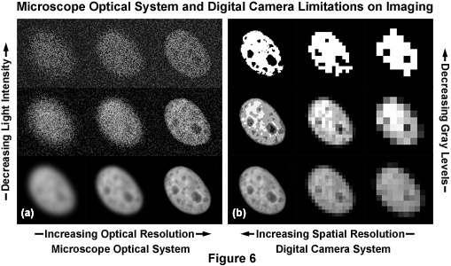奧林巴斯顯微鏡 imagingsystemsfigure6