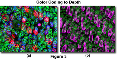 奧林巴斯顯微鏡 three color figure3