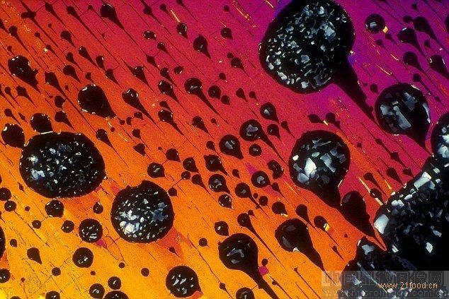 奧林巴斯顯微鏡 顯微鏡下的愛爾蘭貯藏啤酒