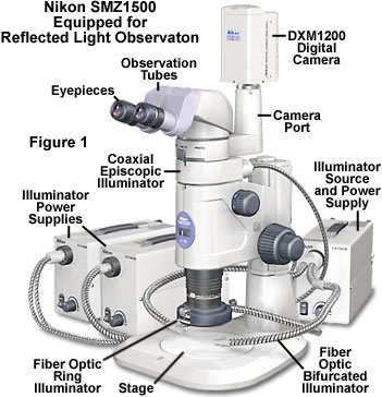 奧林巴斯顯微鏡 stereoreflected figure1