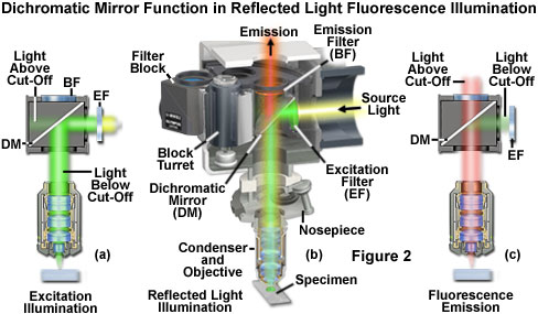 奧林巴斯顯微鏡 fluoromicro figure2