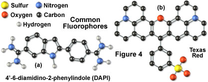 奧林巴斯顯微鏡 fluo roover view figure4