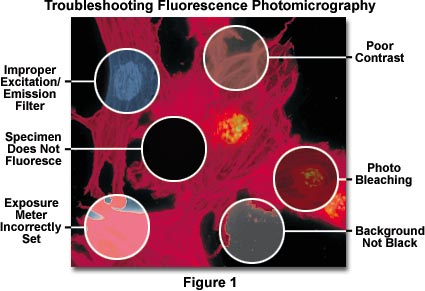 奧林巴斯顯微鏡 fluorescenceheader