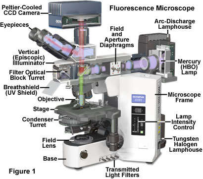 奧林巴斯顯微鏡 fluoromicro figure1