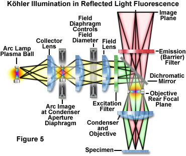 奧林巴斯顯微鏡 fluoromicro figure5