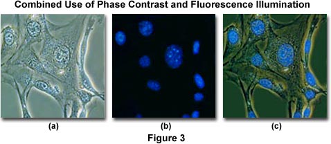奧林巴斯顯微鏡 combinedphase