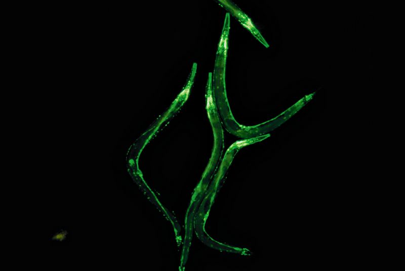 圖5：C.elegans，GFP在神經(jīng)系統(tǒng)中的表達(dá)