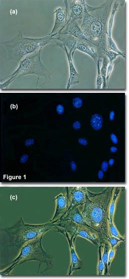 奧林巴斯顯微鏡 fluorophase