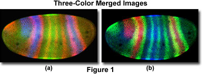 奧林巴斯顯微鏡 three color figure1